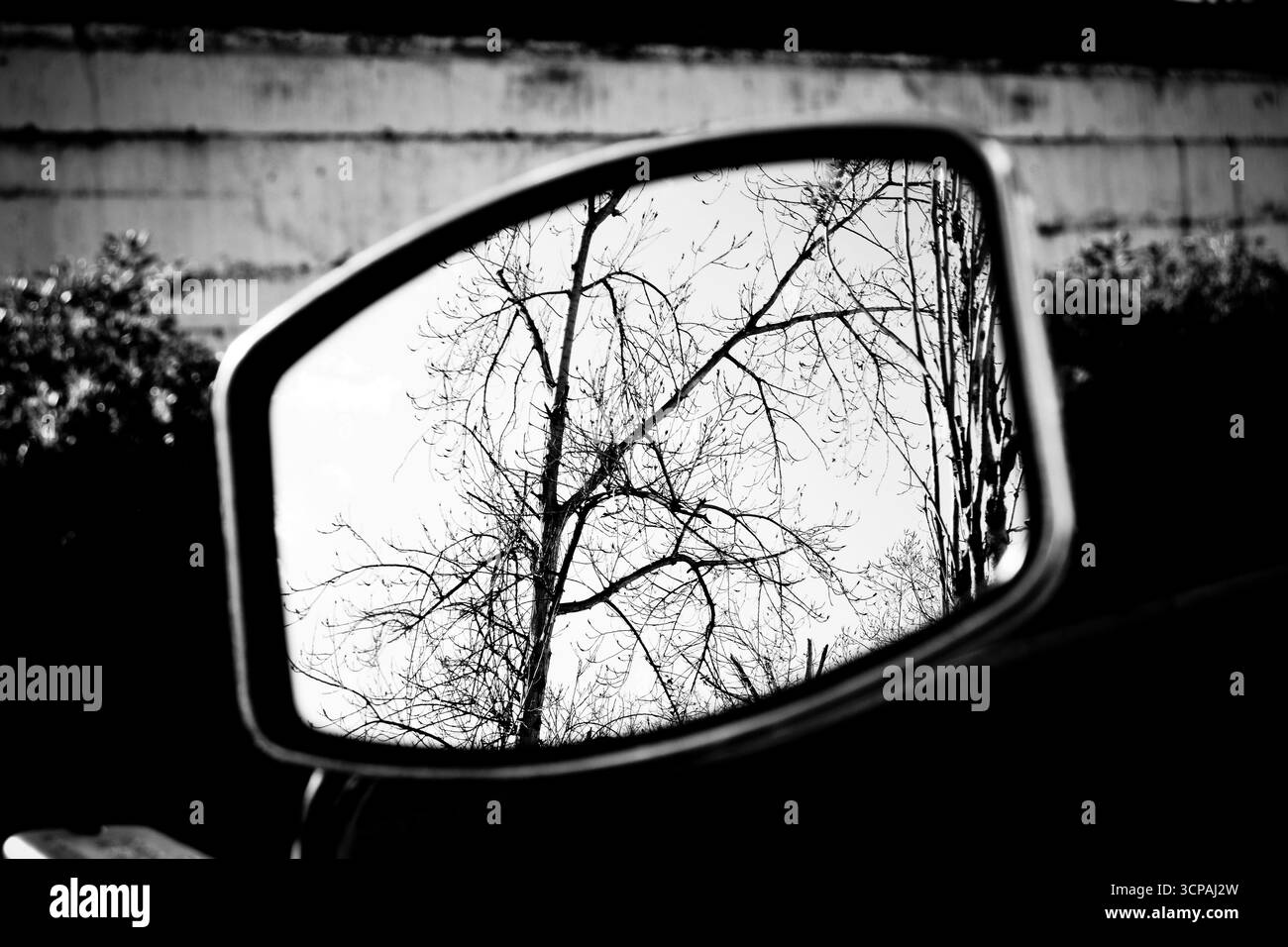 Trockener Baum, Klimawandel Stockfoto