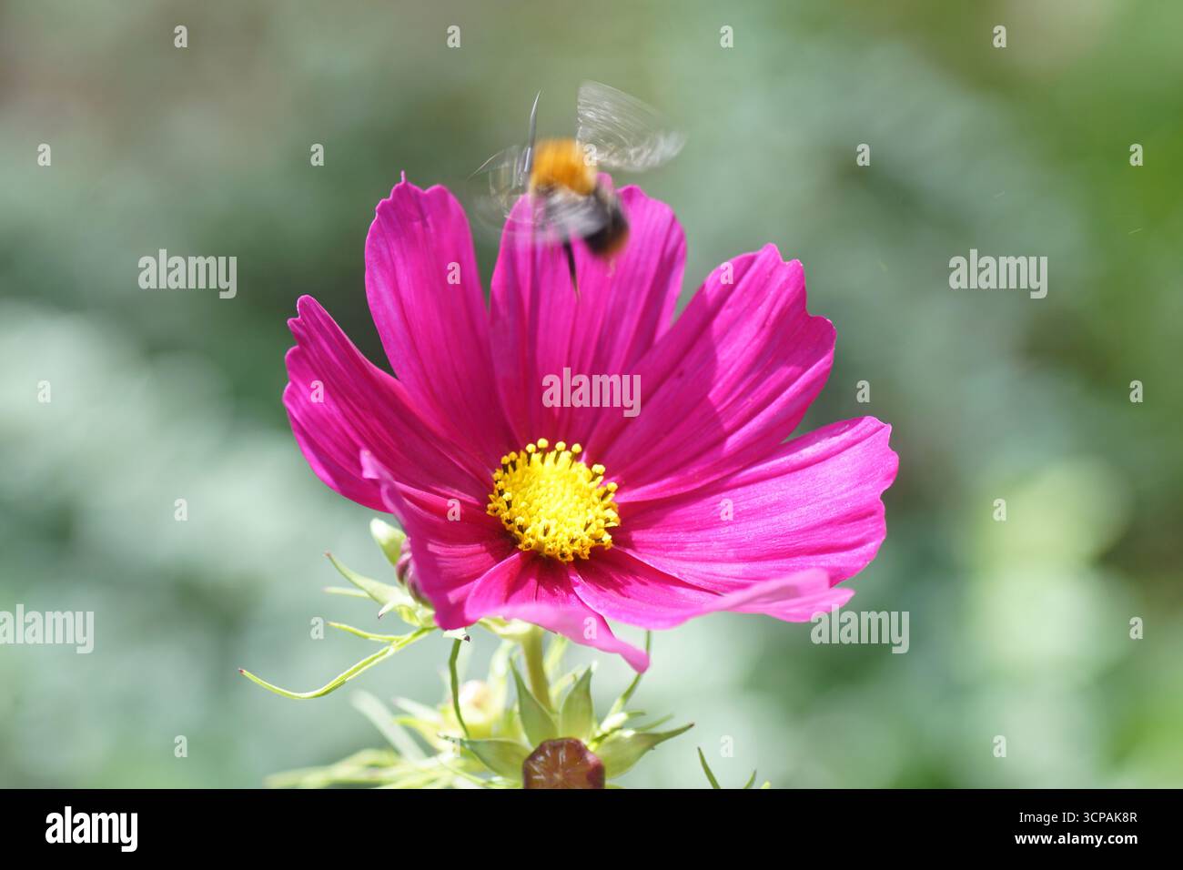 Violette Blume des Gartenkosmos oder mexikanischer Aster (Cosmos bipinnatus). Verschwommene fliegende Gemeine Karderbiene (Bombus pascuorum). September, Niederlande Stockfoto