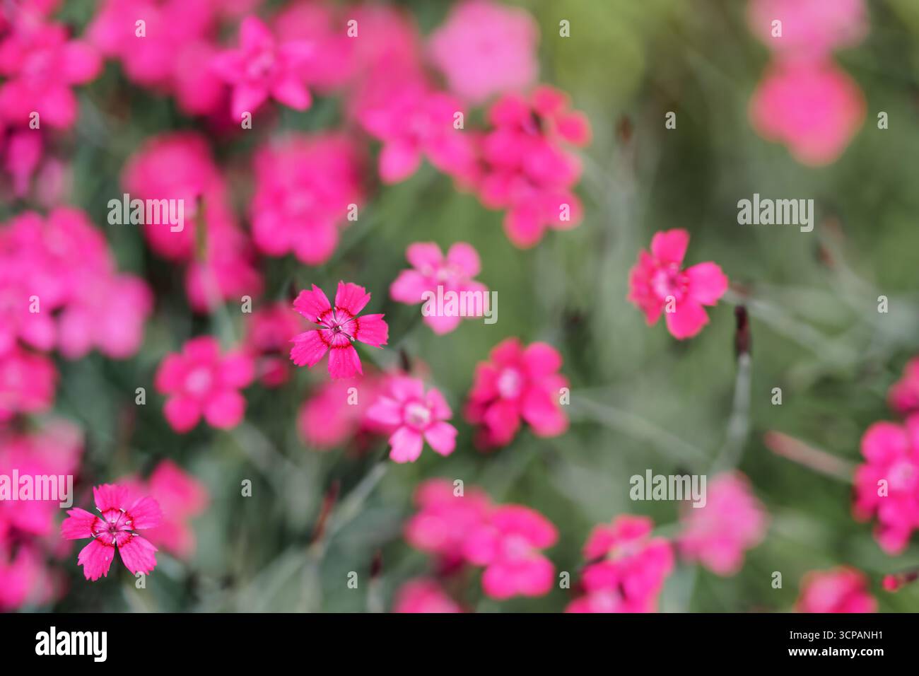 Geringe Schärfentiefe, nur wenige Blüten im Fokus. Hellrosa Gartennelkenblumen auf grüner Wiese. Abstrakter Frühlingshintergrund Stockfoto
