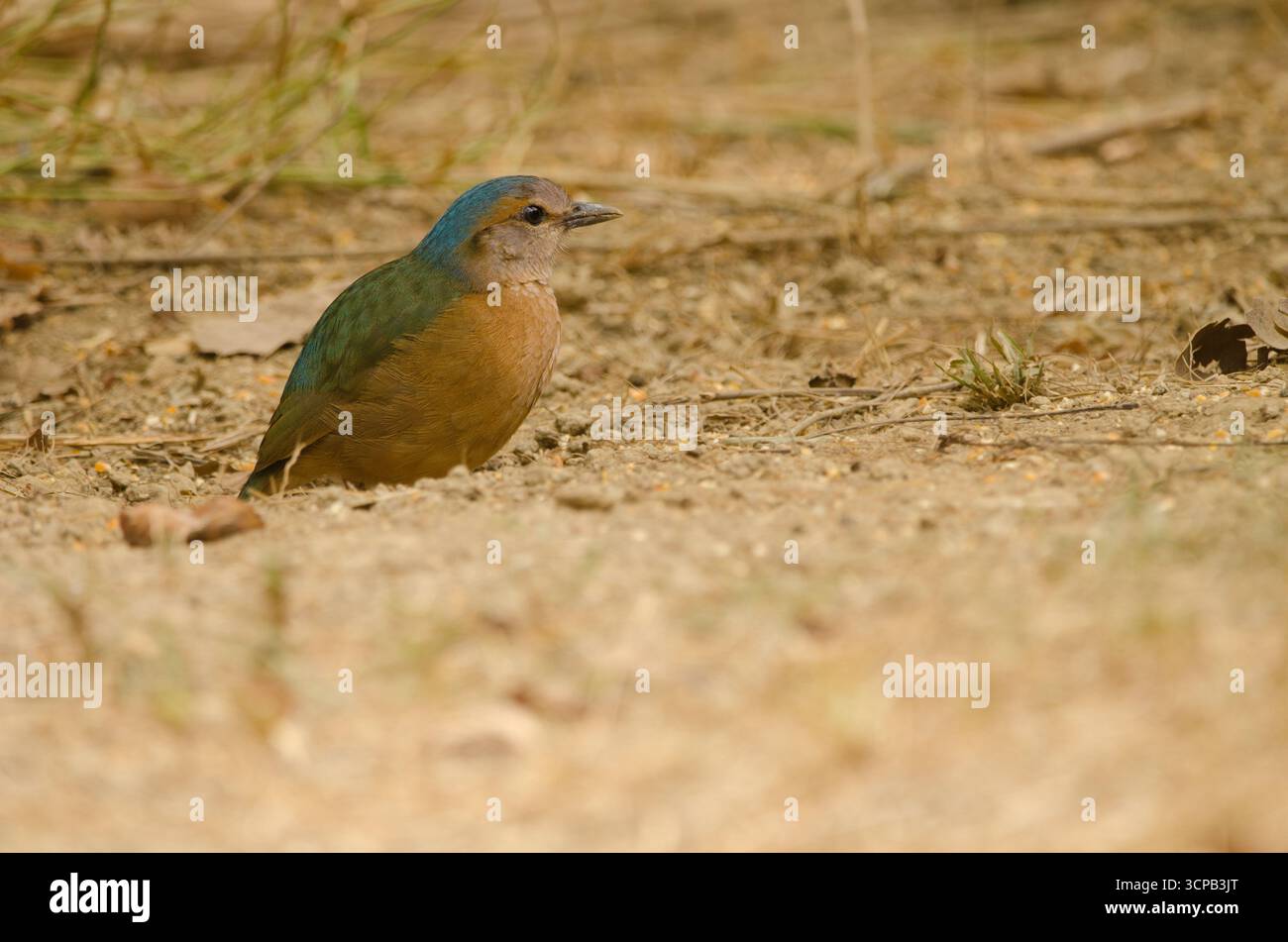 Blaugestreifte Pitta Hydrornis Soror Soror. Cat Tien Nationalpark. Vietnam. Stockfoto