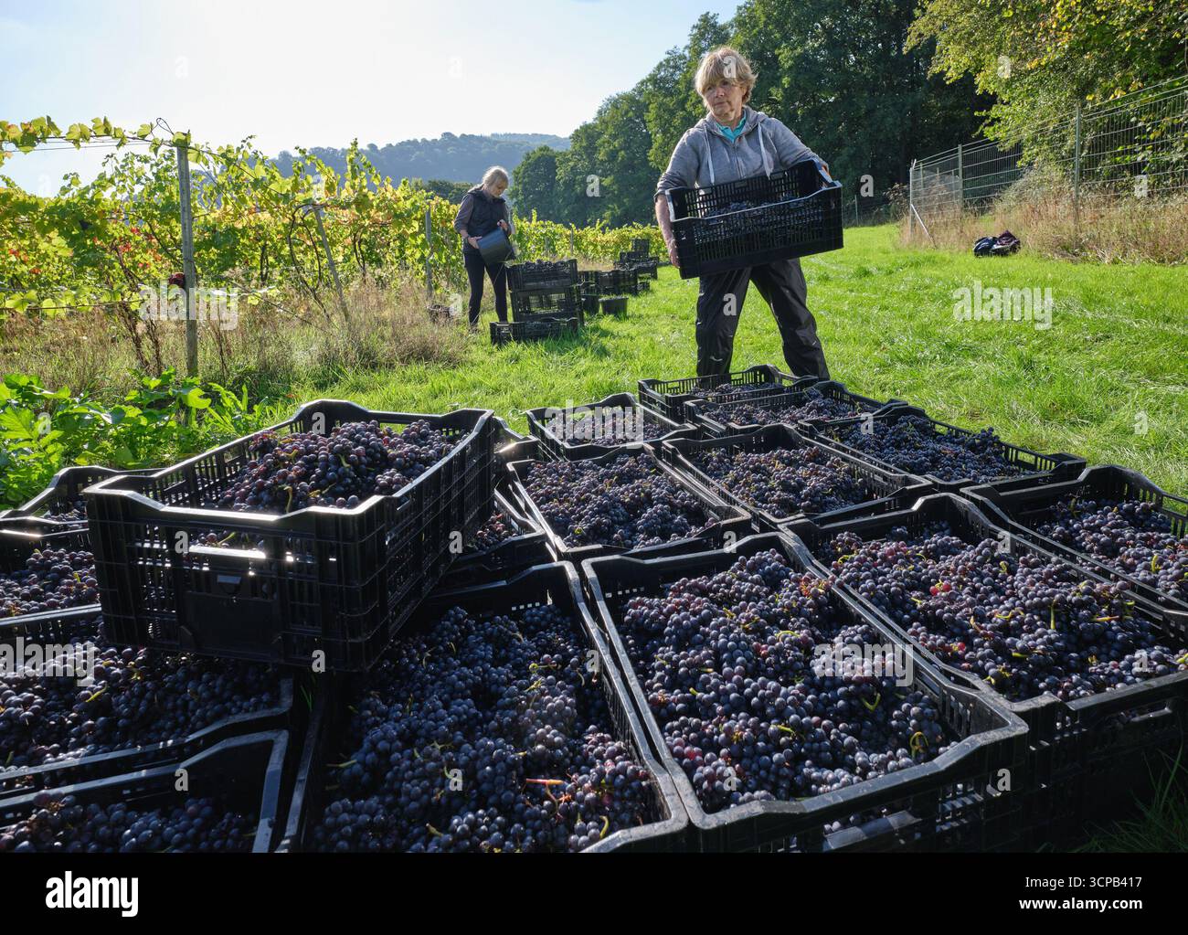 Foto von Guy Harrop 25.09.25. Weinleser ernten dieses Jahr Pinot Noir auf dem Ancre Hills Weingut in Monmouth, Wales. Das Bio-Weingut ist das größte biodynamische Weingut in Großbritannien und die diesjährige Stoßernte ist den perfekten Wetterbedingungen zu verdanken. Das MET Office verzeichnet offiziell den wärmsten Sommer aller Zeiten. Stockfoto