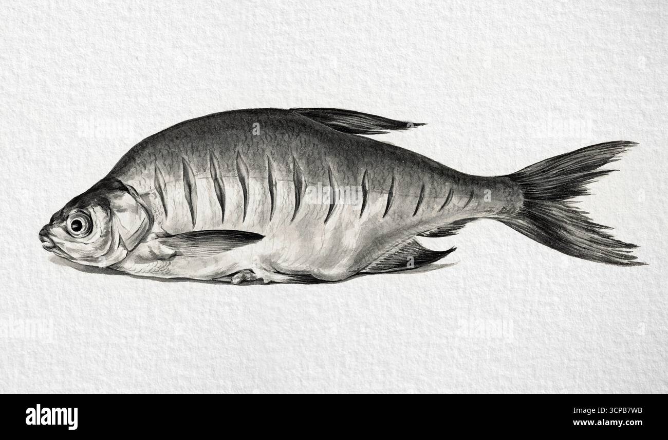 Fisch von Jean Bernard, hochauflösende naturhistorische Zeichnung aus dem 18. Bis 19. Jahrhundert, detaillierte wissenschaftliche Illustration, gemeinfreie Kunstwerke Stockfoto