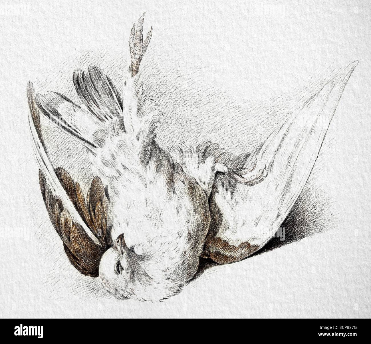 Dead Pigeon von Jean Bernard, anatomische naturgeschichtliche Zeichnung des 19. Jahrhunderts, hochauflösendes Public-Domain-Kunstwerk, realistische Tierstudie Stockfoto