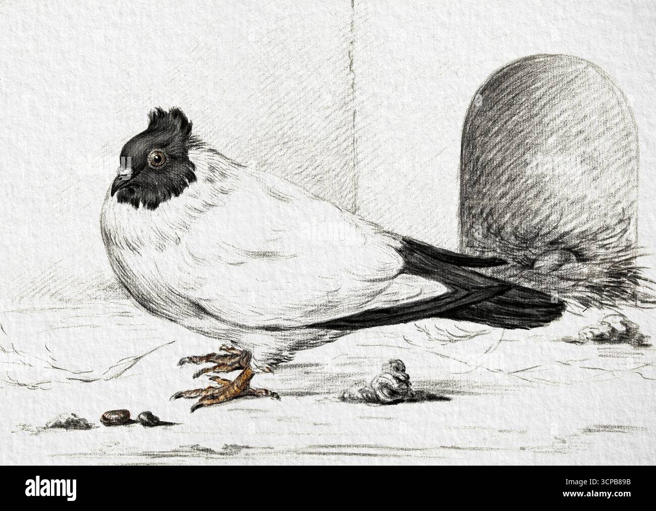 Pigeon and Nest with Egg von Jean Bernard, 1801 hochauflösende naturgeschichtliche Zeichnung, detaillierte Vogelstudie, gemeinfreies Kunstwerk Stockfoto