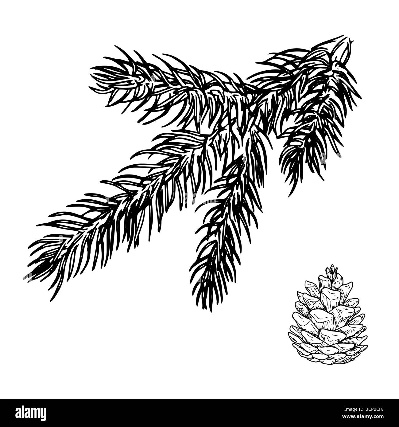 Flauschiger Kiefernzweig, Fichte und Kegel, Skizze. Vektorabbildung. Eine traditionelle Weihnachtsdekoration, isoliert auf weißem Hintergrund. Für Postkarren Stock Vektor