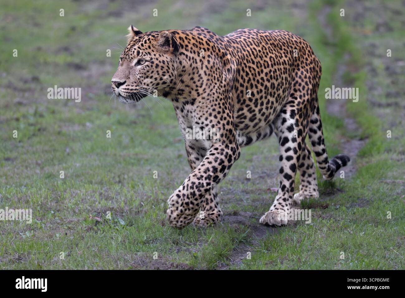Sri Lanka leopard Stockfoto