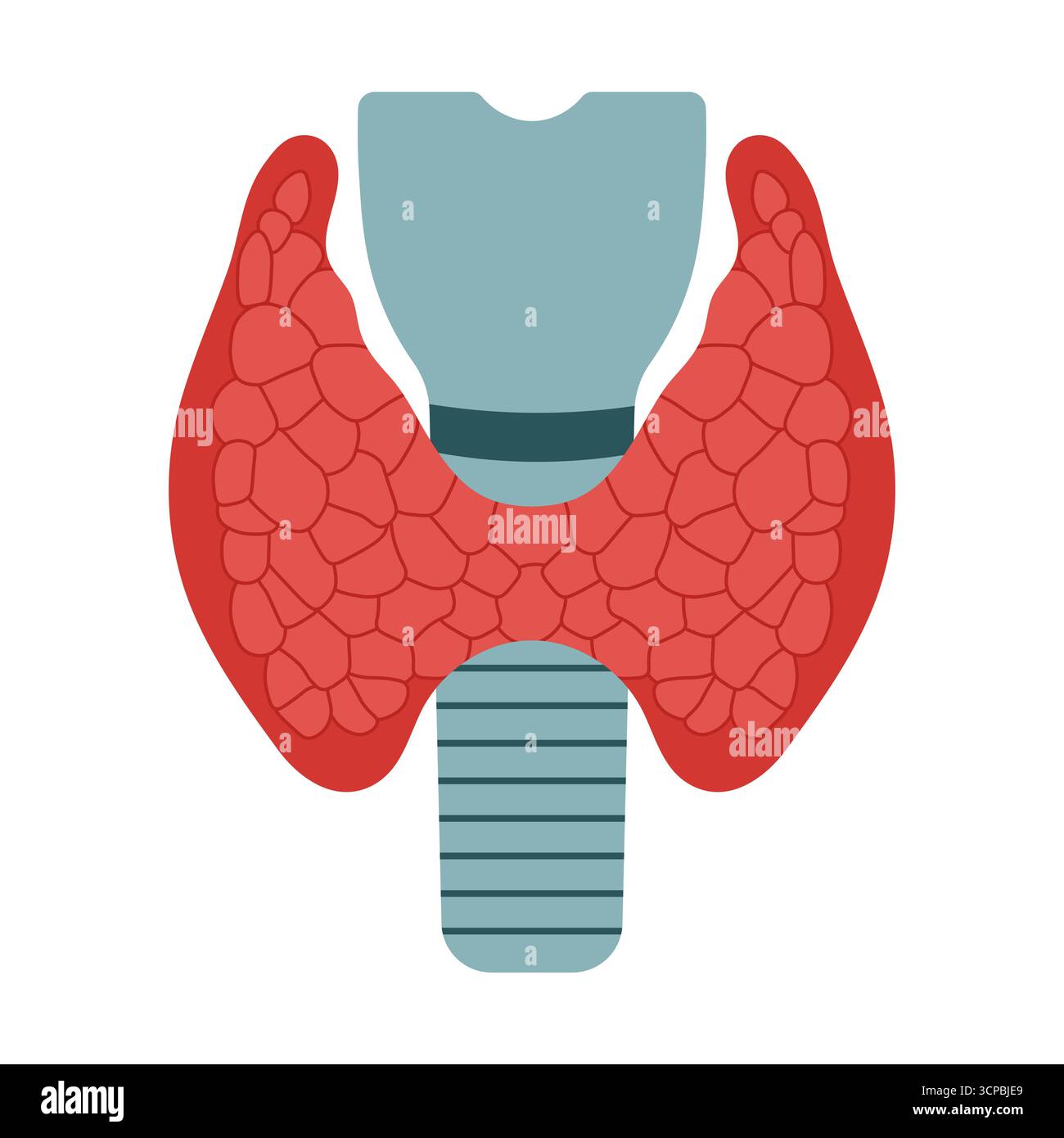 Vektorschilddrüsenmedizinische Illustration menschliches endokrines Organdiagramm Stock Vektor
