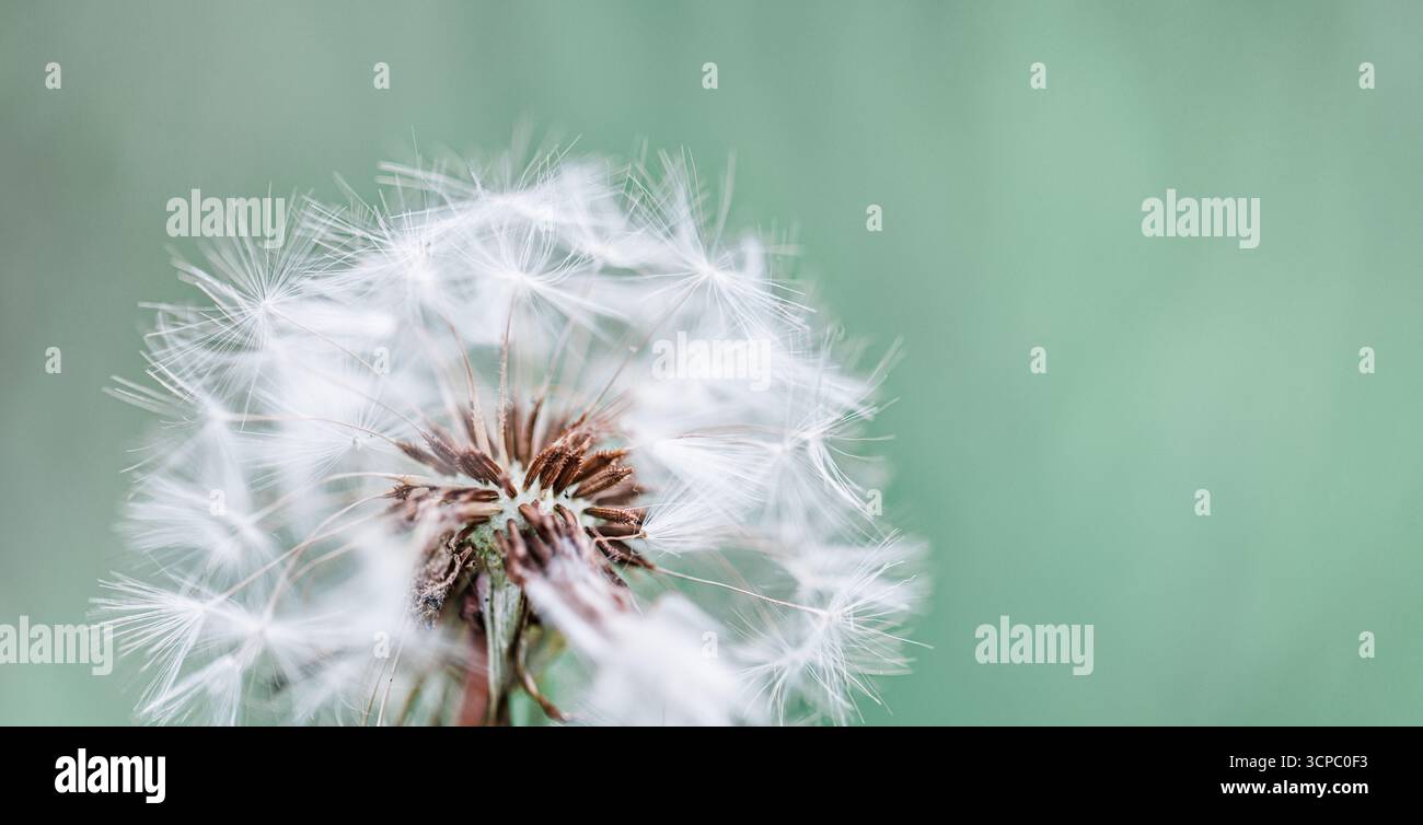 Wunderschönes Löwenzahn-Makro. Weiche Blütenblätter verwischen üppig grünen Laubhintergrund. Sanftes Sonnenlicht. Schöne Natur Nahaufnahme Frühling Blume abstrakt Detail Stockfoto
