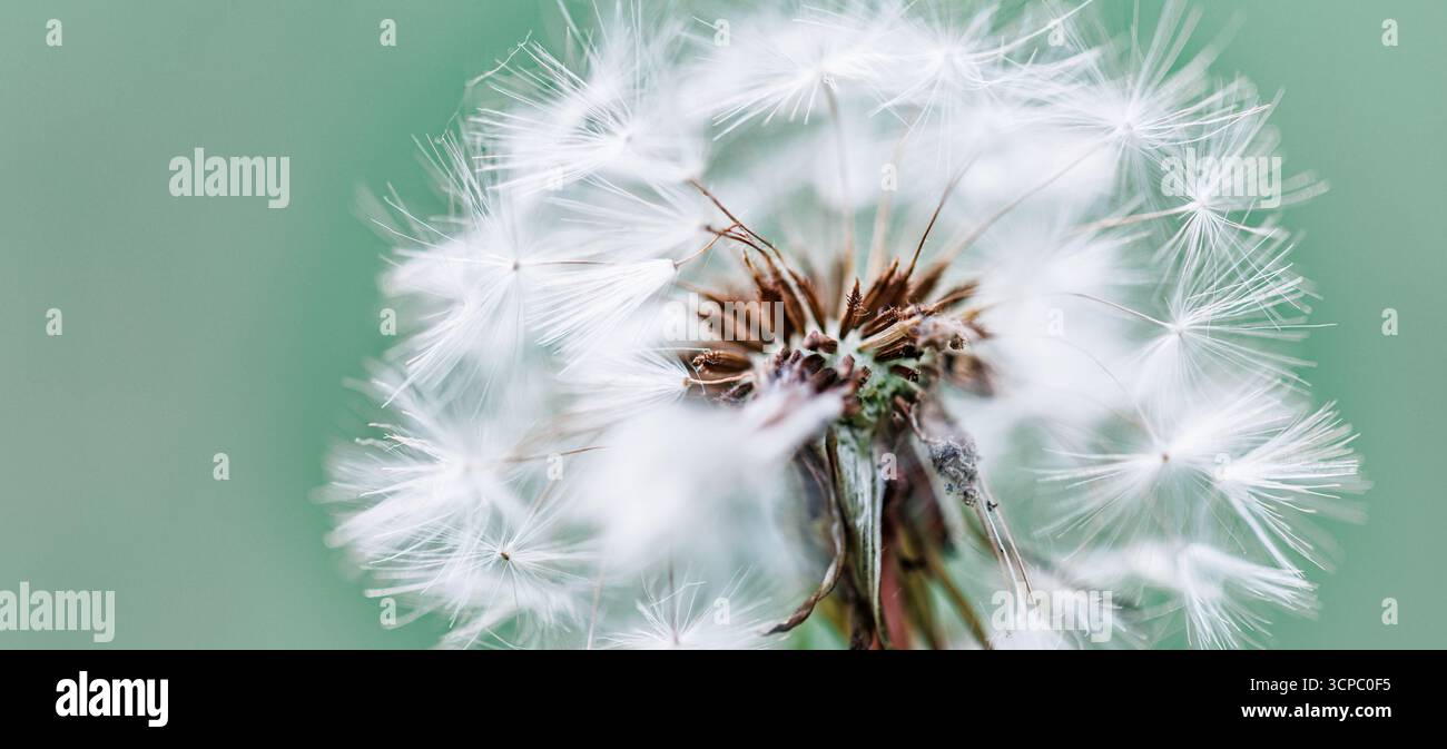 Wunderschönes Löwenzahn-Makro. Weiche Blütenblätter verwischen üppig grünen Laubhintergrund. Sanftes Sonnenlicht. Schöne Natur Nahaufnahme Frühling Blume abstrakt Detail Stockfoto