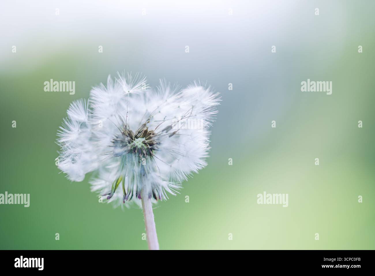 Wunderschönes Löwenzahn-Makro. Weiche Blütenblätter verwischen üppig grünen Laubhintergrund. Sanftes Sonnenlicht. Schöne Natur Nahaufnahme Frühling Blume abstrakt Detail Stockfoto