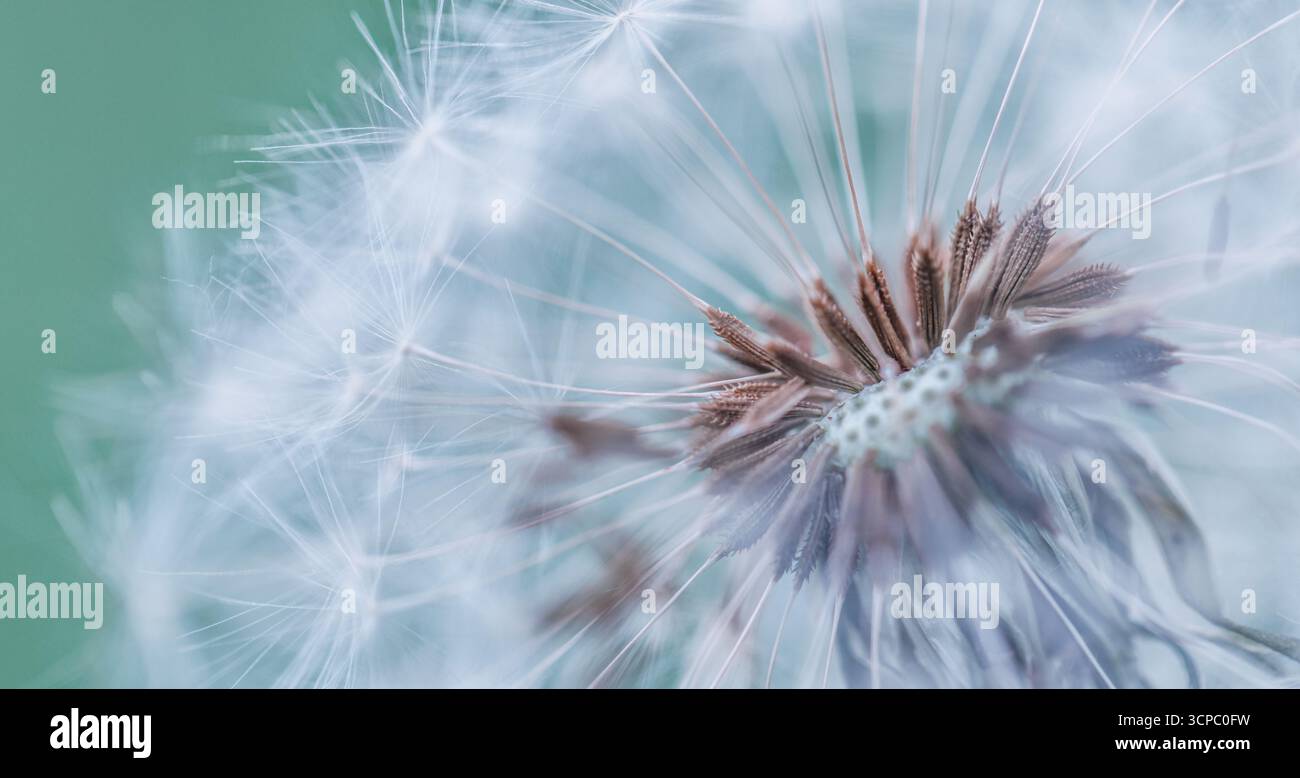 Wunderschönes Löwenzahn-Makro. Weiche Blütenblätter verwischen üppig grünen Laubhintergrund. Sanftes Sonnenlicht. Schöne Natur Nahaufnahme Frühling Blume abstrakt Detail Stockfoto