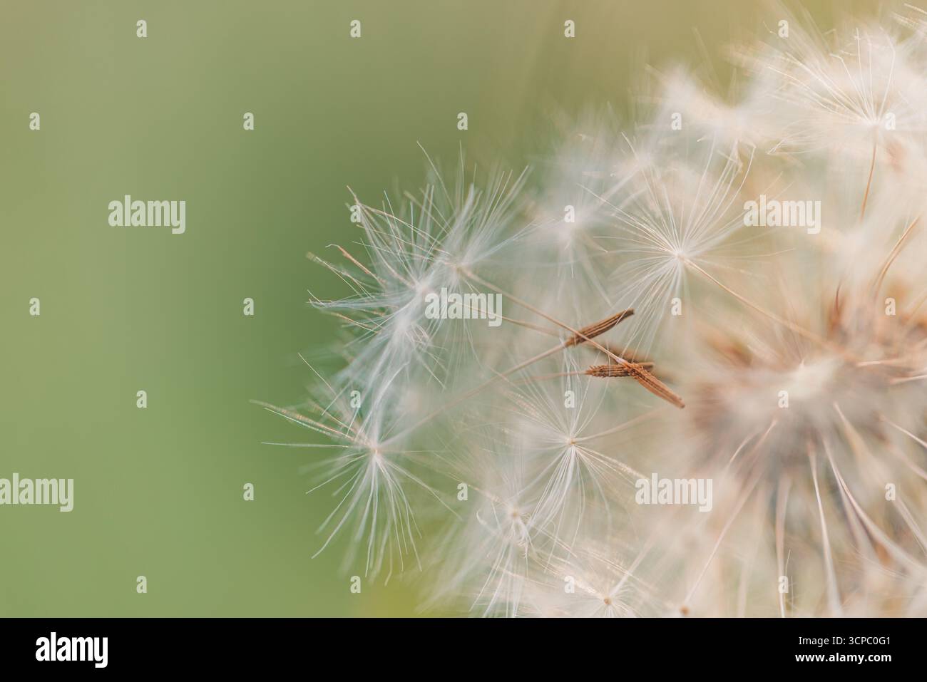 Wunderschönes Löwenzahn-Makro. Weiche Blütenblätter verwischen üppig grünen Laubhintergrund. Sanftes Sonnenlicht. Schöne Natur Nahaufnahme Frühling Blume abstrakt Detail Stockfoto
