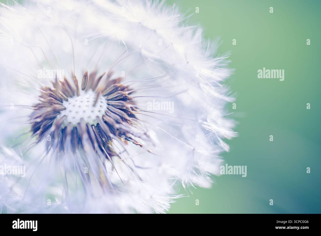 Wunderschönes Löwenzahn-Makro. Weiche Blütenblätter verwischen üppig grünen Laubhintergrund. Sanftes Sonnenlicht. Schöne Natur Nahaufnahme Frühling Blume abstrakt Detail Stockfoto