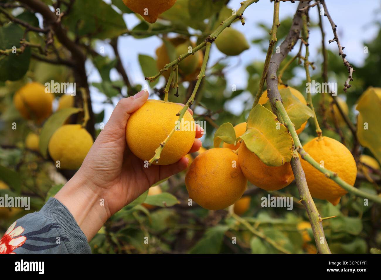Orangenfruchtbaum in Spanien. Orangenanbau in Comarca Marina Baixa, Alicante, Valencianische Gemeinschaft, Spanien. Stockfoto