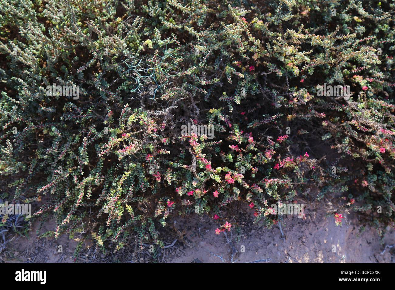 Suaeda vermiculata salztolerante Pflanzenarten (Halophyt). Natur der Insel Fuerteventura. Pflanzenarten der Kanarischen Inseln. Stockfoto
