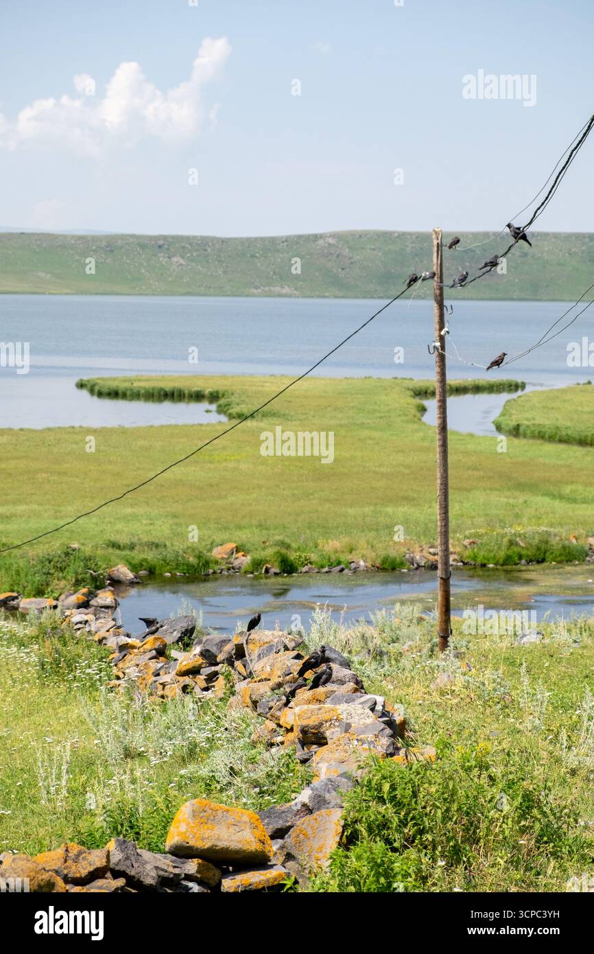 Paravani Lake, Javakheti, Georgia. 18. Juli 2020. Krähen auf Drähten am Seeufer Stockfoto