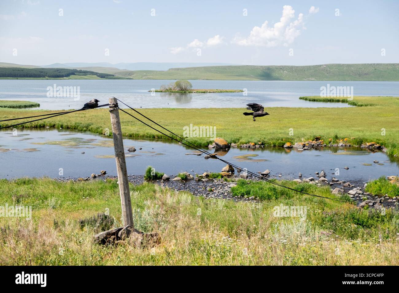 Paravani Lake, Javakheti, Georgia. 18. Juli 2020. Krähen auf Drähten am Seeufer Stockfoto