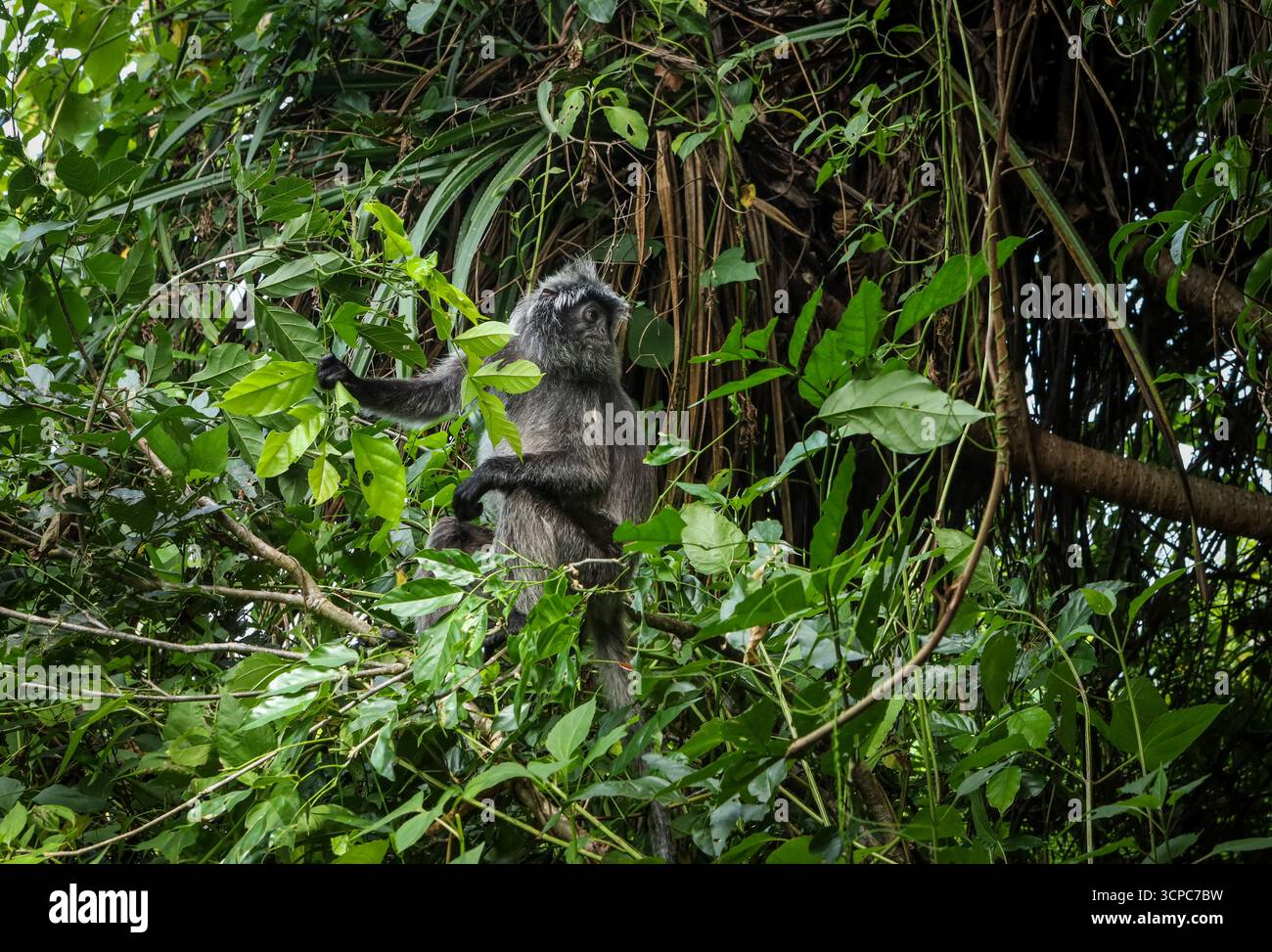 Silbrige Affen auf dem Baum im Bako-Nationalpark, Borneo, Malaysia. Stockfoto