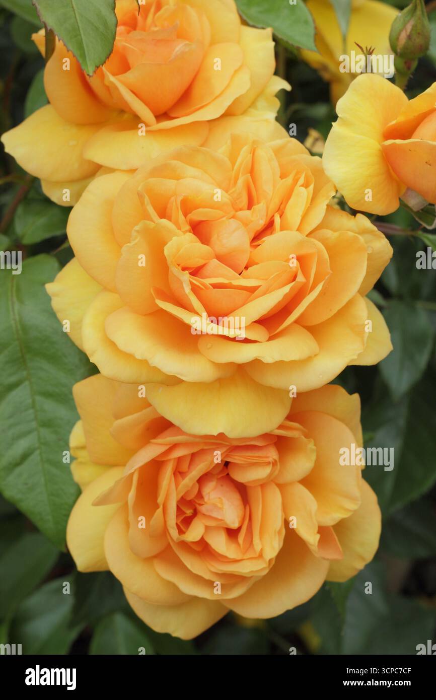 Rosa Golden Beauty Rose - kräftige, gesunde und kräftige Buschrose mit duftenden orange Doppelblüten Stockfoto