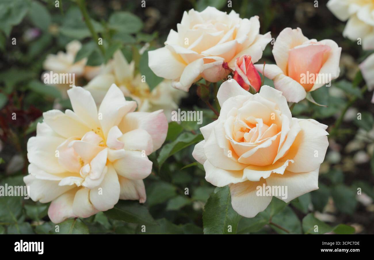 Rosa Chanelle, kräftige, buschige Rose mit blassem Pfirsichrosa, halbdoppelten Blüten. Stockfoto