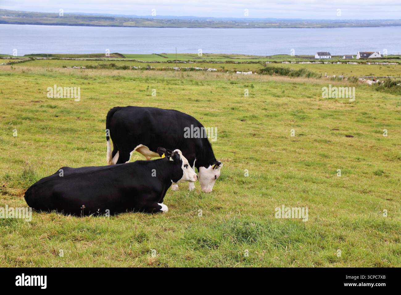 Holstein Friesische Rinderrasse im County Clare in Irland. Stockfoto