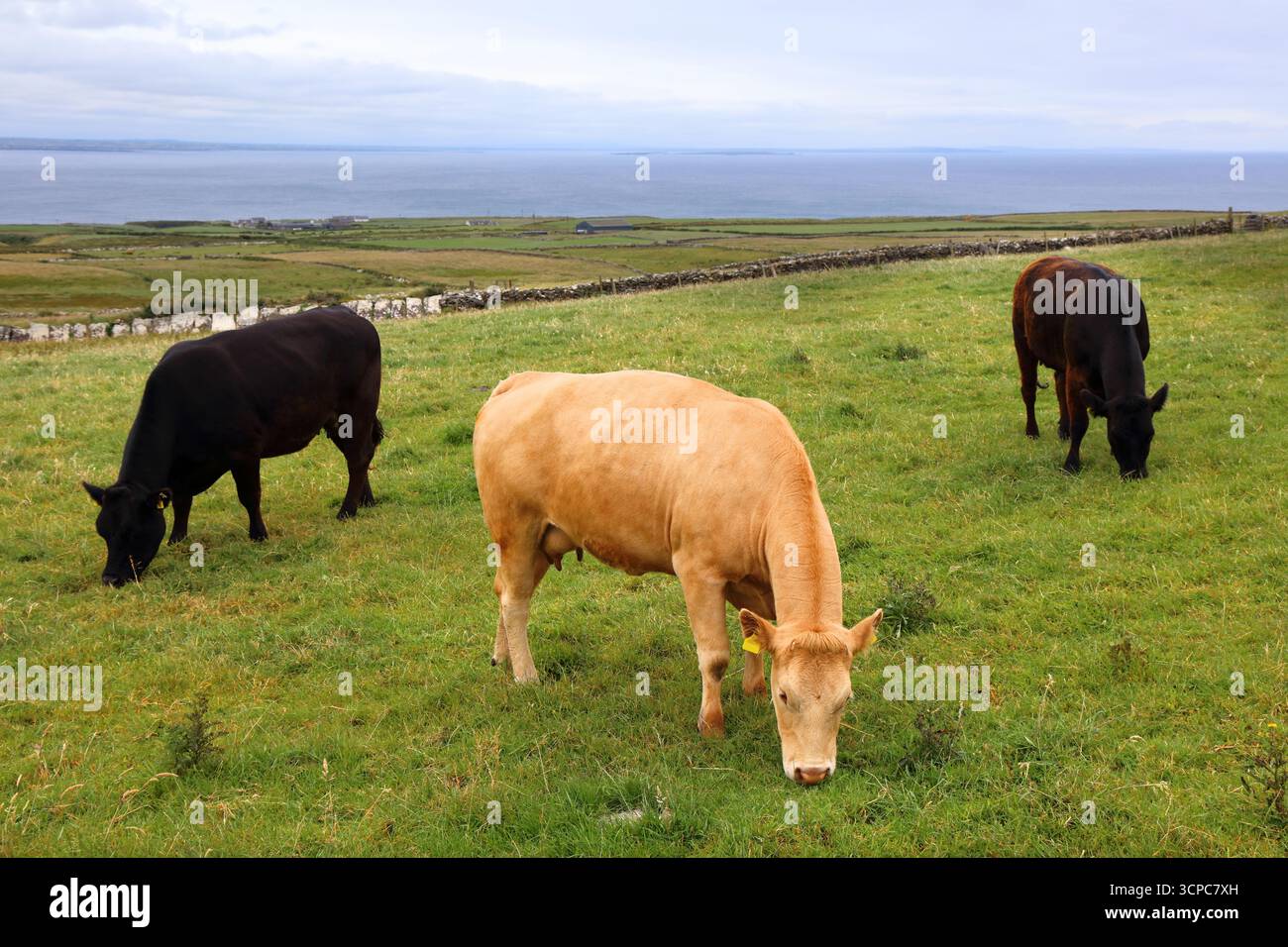 Schwarze und rote Aberdeen Angus-Rinderrasse im County Clare in Irland. Stockfoto