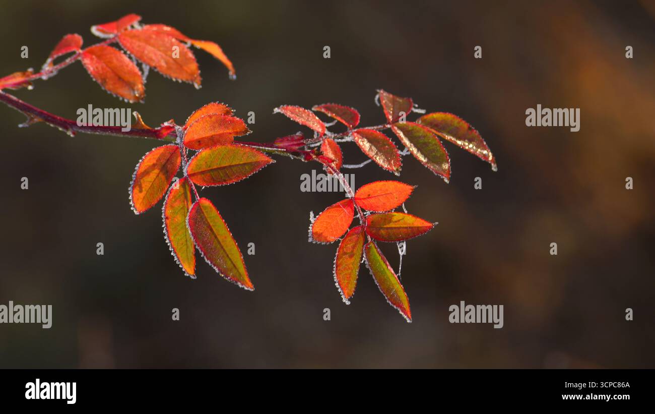 Rötliche Blätter mit Morgenfrost. Unscharfer Hintergrund. Niedriger Freiheitsgrad Rötliche Blätter mit gezackten Kanten sind zart mit Morgenfrost beschichtet. Stockfoto