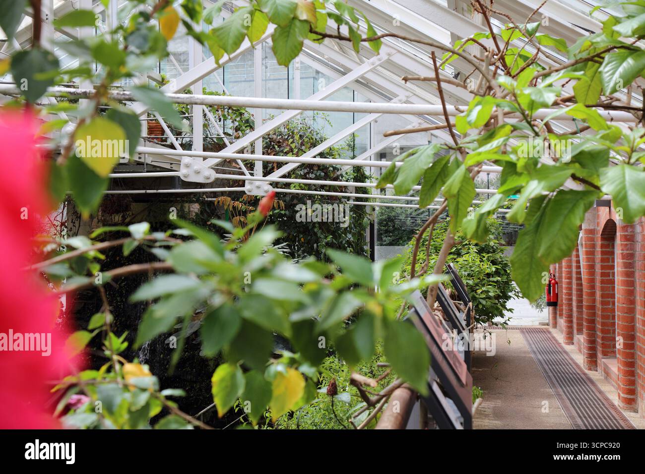 Belfast City, Nordirland. Das historische viktorianische Wintergarten Tropical Ravine im Botanischen Garten. Stockfoto