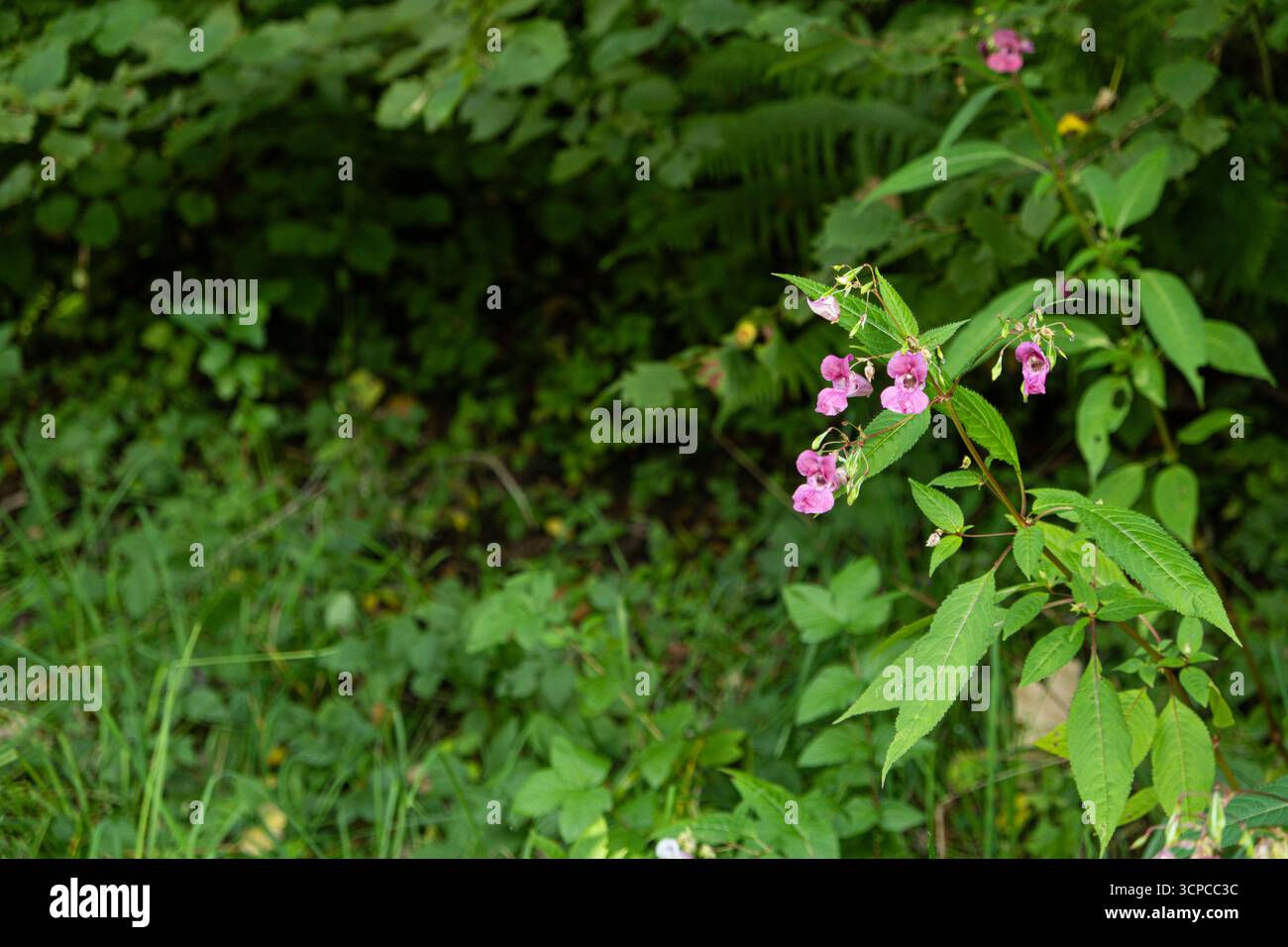 Grüne Naturkulisse mit Wildtieren der Alpen, Bergwald mit rosa Blumen. Stockfoto