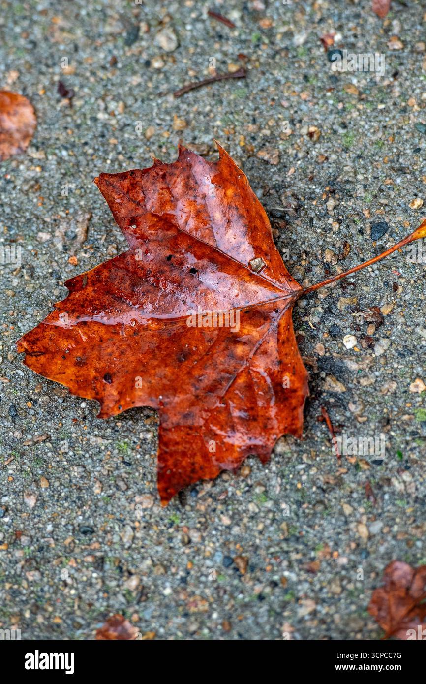 Bilder von Herbstblättern, die Ende September zu Boden fallen. ©Paul Todd/OUTSIDEIMAGES.COM OUTSIDE IMAGES PHOTO AGENCY Stockfoto