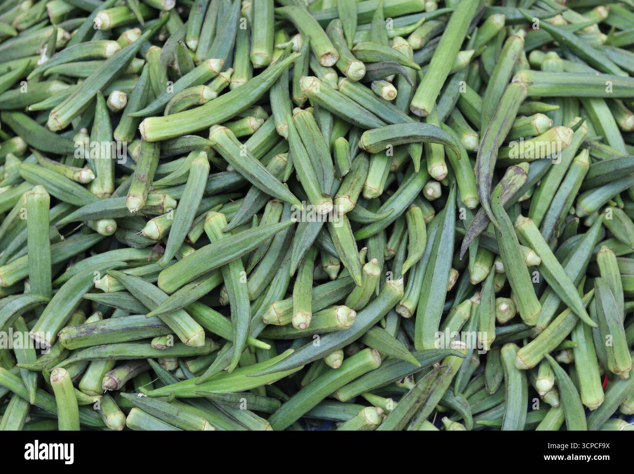 Frischer grüner Okra, der auf einem lokalen Gemüsemarkt zum Verkauf angeboten wird. Stockfoto