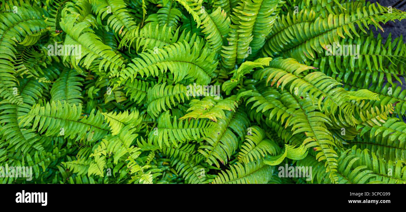 Abstrakte entspannende Zen Green Farn-Großansicht. Ruhiger, ruhiger Naturhintergrund, natürliche Textur. Beste botanische, friedliche, lebendige Laubpflanze Stockfoto