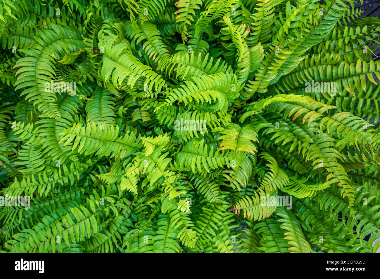 Abstrakte entspannende Zen Green Farn-Großansicht. Ruhiger, ruhiger Naturhintergrund, natürliche Textur. Beste botanische, friedliche, lebendige Laubpflanze Stockfoto