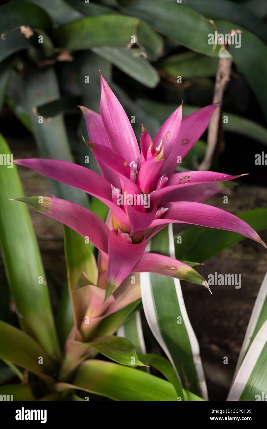 Guzmania bromelien -Fotos und -Bildmaterial in hoher Auflsung  Alamy