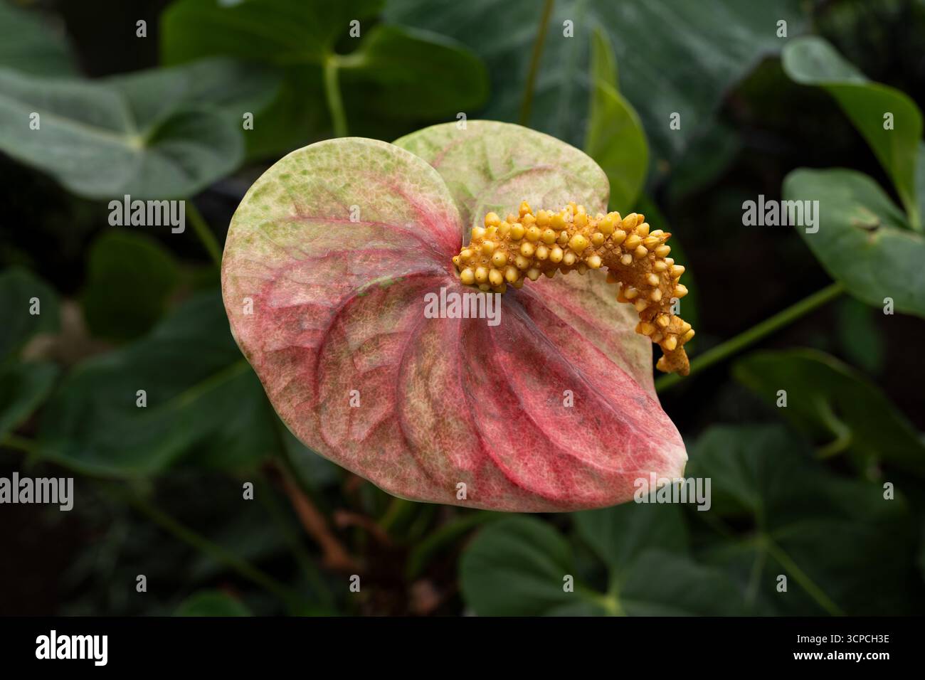 Anthurium andraeanum Flamingoblume mit Früchten und Samen, blühende Pflanze in der Familie der Araceae, heimisch in Kolumbien und Ecuador. Stockfoto