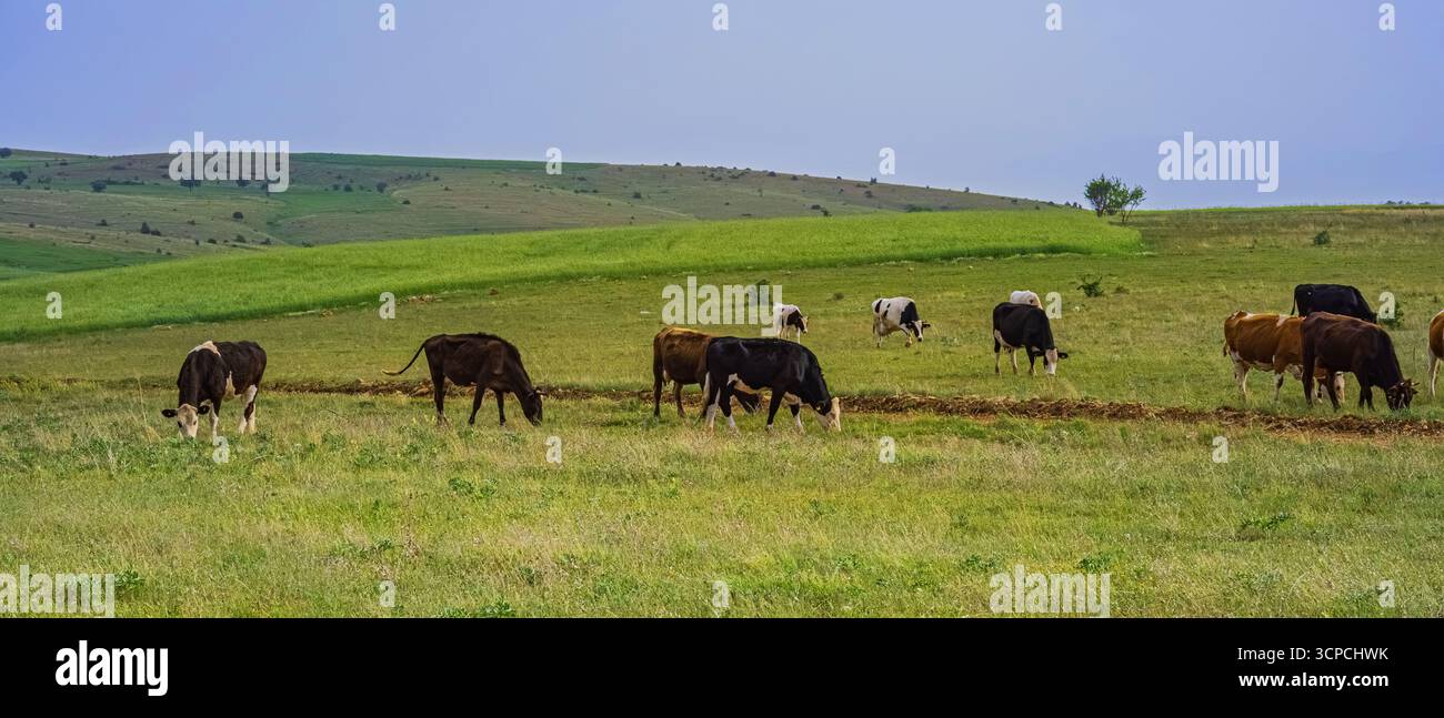 Eine Herde Kühe weidet auf einer grünen Wiese. Vieh auf der flachen Ebene unter blauem Himmel. Stockfoto