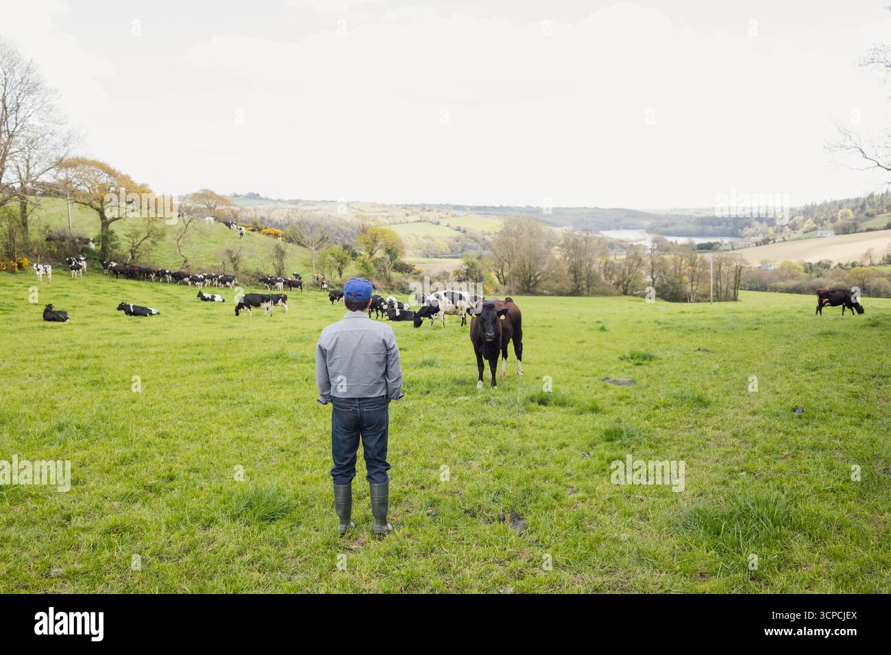 Männlicher Bauer mit Baseballmütze und Gummistiefeln, der auf grüner Weide steht und der Rinderherde zugewandt ist Stockfoto
