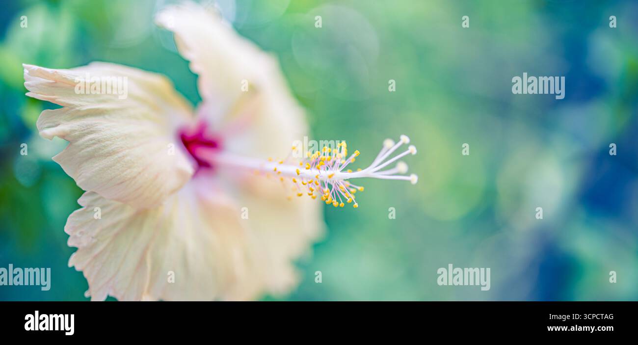 Wunderschönes Makro aus Hibiskusblüten mit zarten, unscharfen Blütenblättern, umgeben von üppigem Grün und blauem Laub, schaffen eine ruhige Naturszene Stockfoto