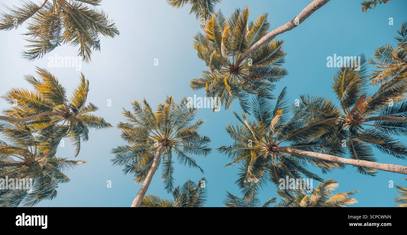 Wunderschöne Palmen von unten gesehen schaffen künstlerische tropische Sommermuster ideal für Urlaub Himmel Hintergrund Panorama Wandkunst Natur Design Stockfoto