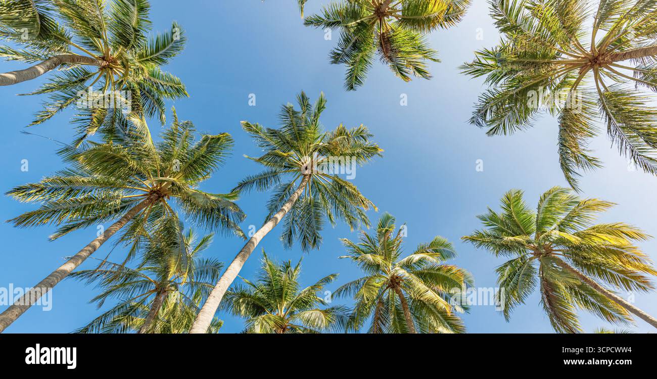 Wunderschöne Palmen von unten gesehen schaffen künstlerische tropische Sommermuster ideal für Urlaub Himmel Hintergrund Panorama Wandkunst Natur Design Stockfoto