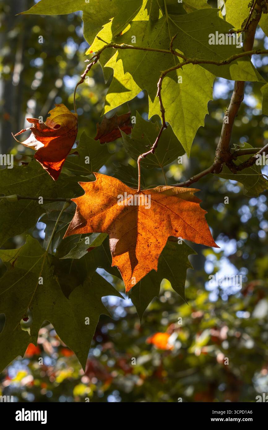 Hellorangefarbenes Platanen-Blatt auf einem Ast, beleuchtet durch direktes Sonnenlicht, zeigt die wechselnden Farben des Herbstlaub Stockfoto