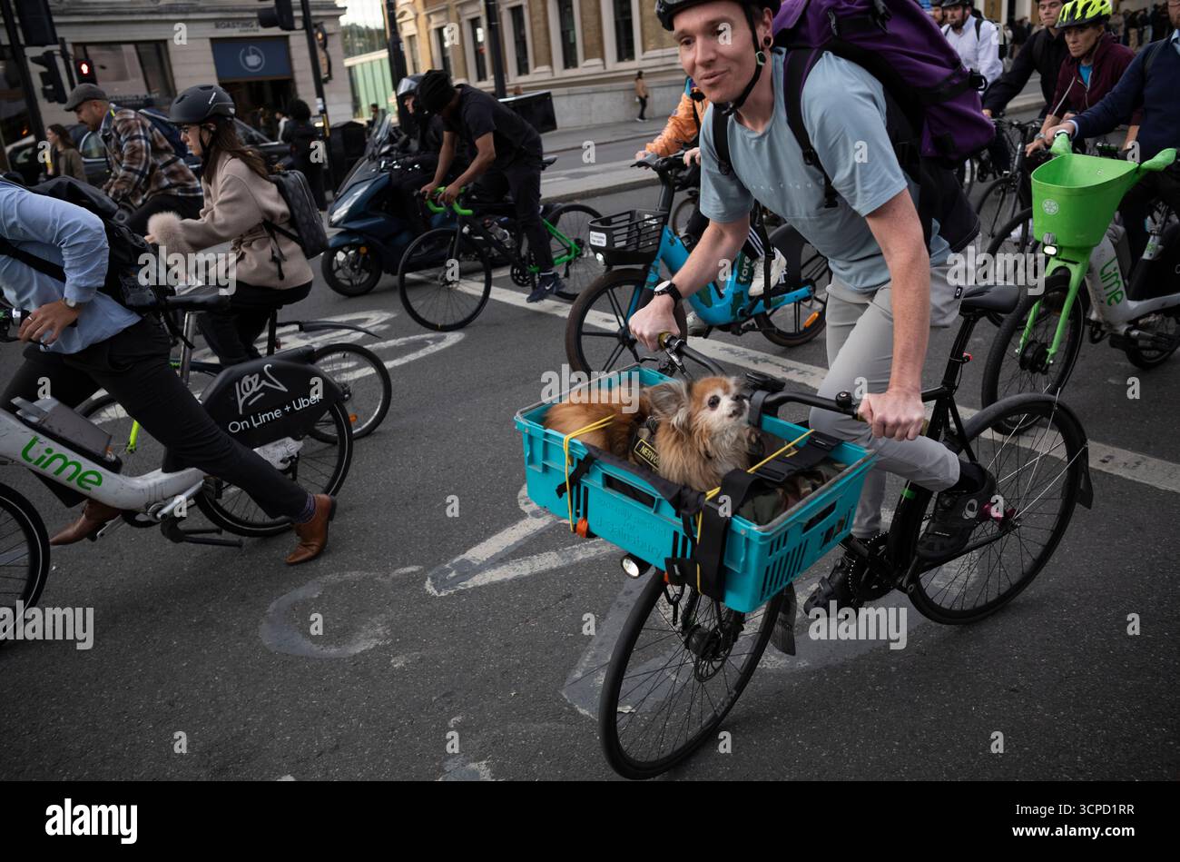 Der Londoner Pendler und sein Hund sind in einen provisorischen Korb geschnallt, der an der Vorderseite seines Fahrrads befestigt ist, und machen sich auf den Heimweg nach London, England, Großbritannien Stockfoto