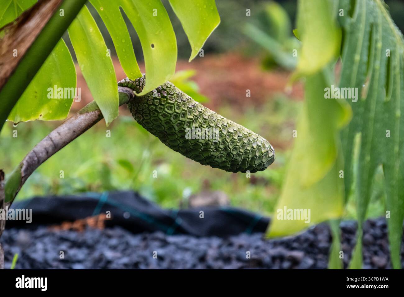 Fruit of monstera deliciosa -Fotos und -Bildmaterial in hoher Auflsung   Alamy