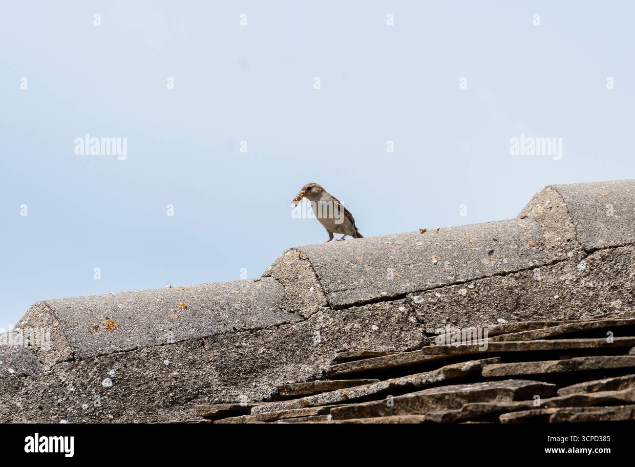 Ein kleiner Vogel hockt auf einem Steindach und greift Nahrung im Schnabel, während er die Gegend durchforstet. Stockfoto