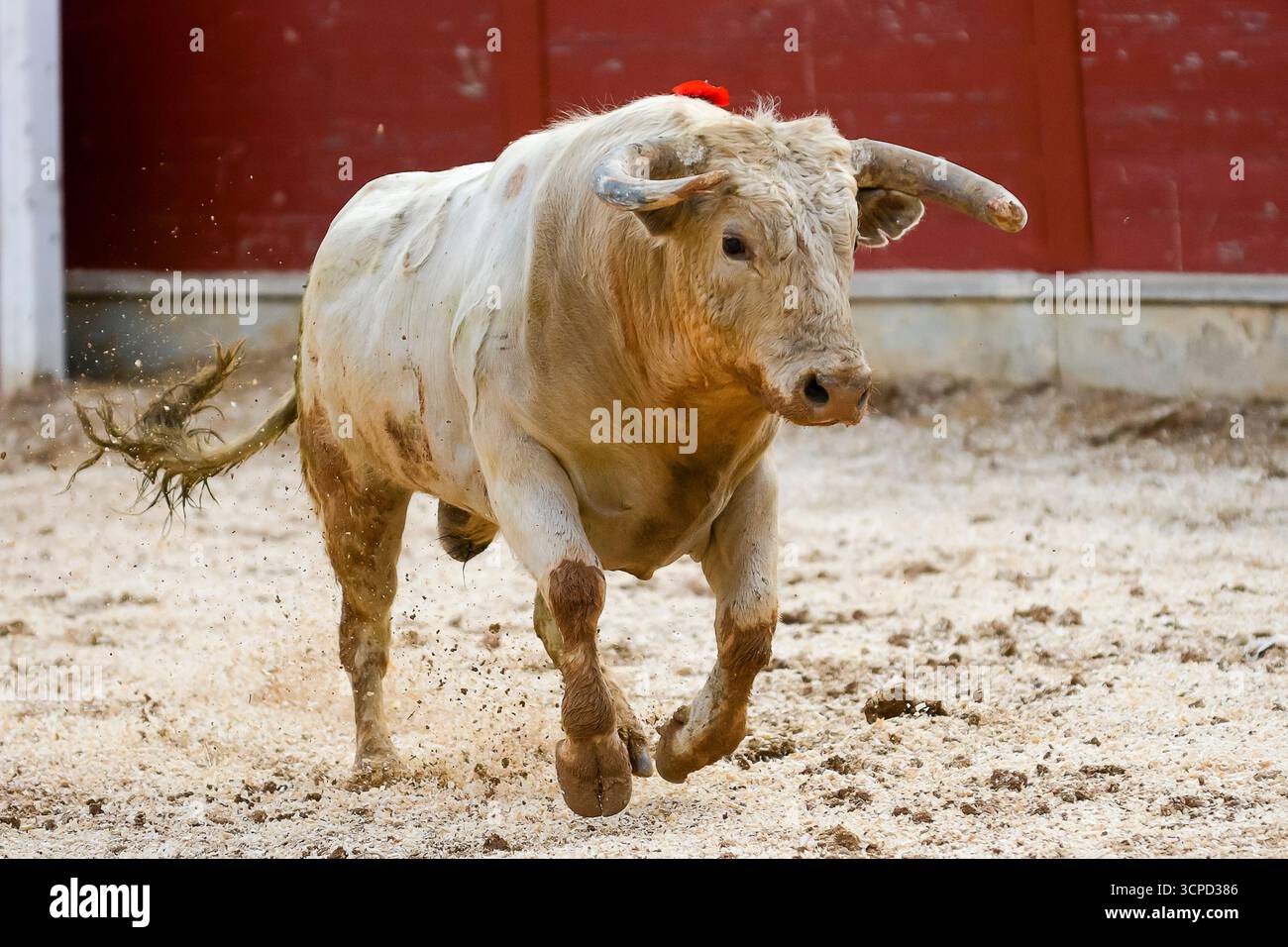 Ein starker Stier stürzt über einen mit Schmutz gefüllten Bereich, seine kräftigen Beine regen Staub auf und zeigen seine Energie. Stockfoto