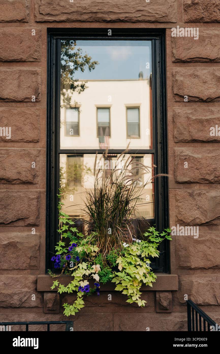 Farbenfrohe Pflanzen und Blumen erhellen ein Sandsteinfenster in der Stadt an einem sonnigen Tag, während Grün Charme verleiht. Stockfoto