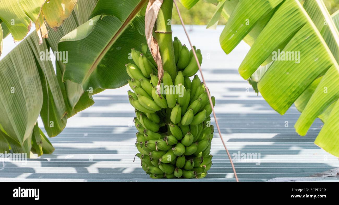 Rohe grüne Bananen, die in einem tropischen Garten Sri Lankas wachsen Stockfoto