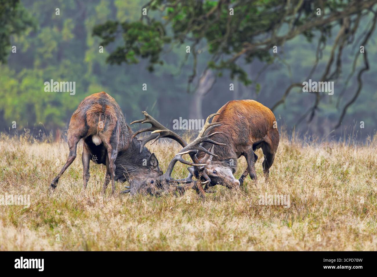Zwei Rothirsche (Cervus elaphus), die während einer heftigen Paarungsschlacht im Grasland am Waldrand während der Rut im Herbst durch das Sperren von Geweihen kämpfen Stockfoto