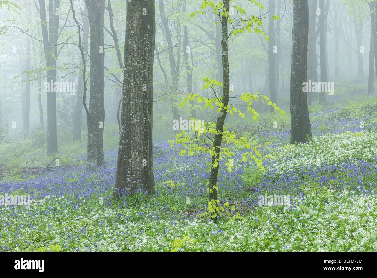 Buchenwald (Fagus sylvatica) an einem nebeligen Frühlingsmorgen, Cranborne Chase, Dorset, England, Vereinigtes Königreich, Mai 2024 Stockfoto