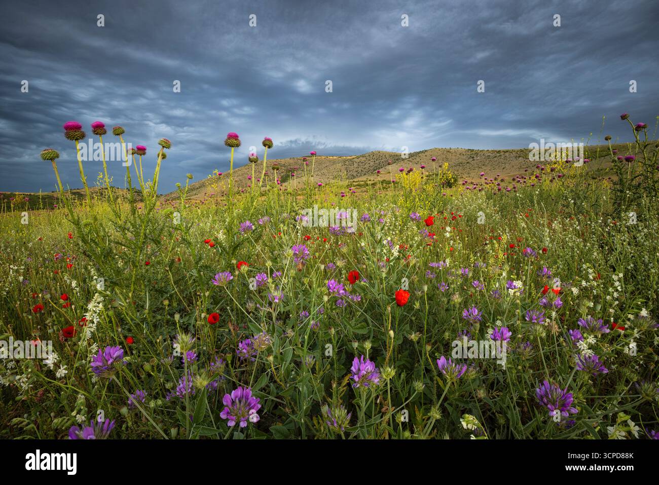 Wildblumenwiesen mit einer Vielzahl blühender Blumen und Pflanzen, Bratsigovo, Bulgarien, Mai 2022 Stockfoto